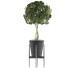 Potted Plant Collection 54 - rodolfoboscan911