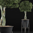 Potted Plant Collection 54 - rodolfoboscan911