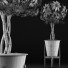 Potted Plant Collection 54 - rodolfoboscan911