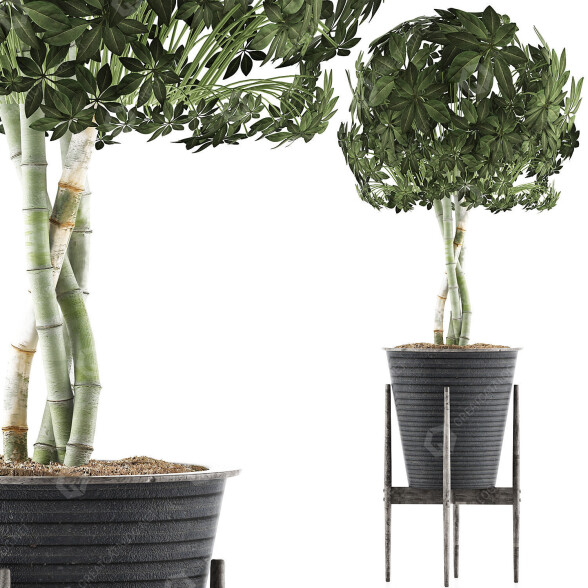 Potted Plant Collection 54 3D model
