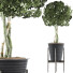 Potted Plant Collection 54 - rodolfoboscan911