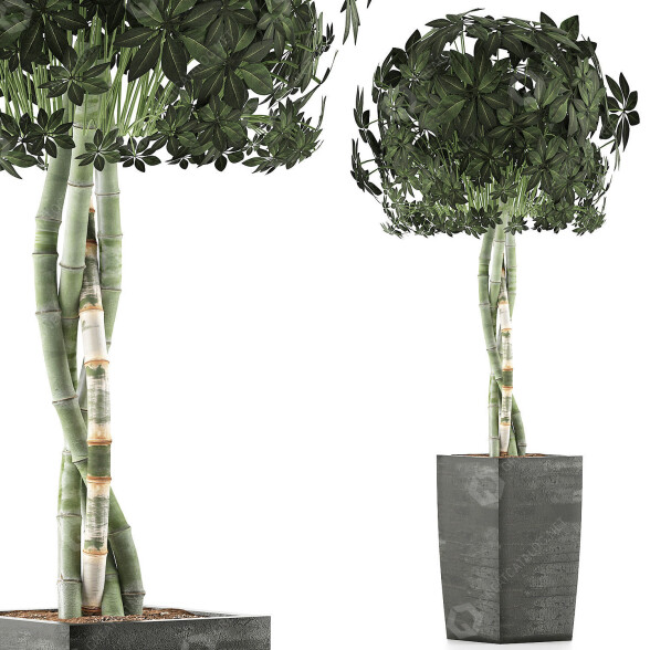 Roślina doniczkowa Collection 69 Schefflera Arboricola model 3D