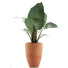 Roślina doniczkowa Collection 67 Alocasia - rodolfoboscan911