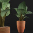 Roślina doniczkowa Collection 67 Alocasia - rodolfoboscan911