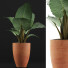 Roślina doniczkowa Collection 67 Alocasia - rodolfoboscan911