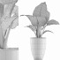 Roślina doniczkowa Collection 67 Alocasia - rodolfoboscan911
