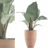 Roślina doniczkowa Collection 67 Alocasia - rodolfoboscan911