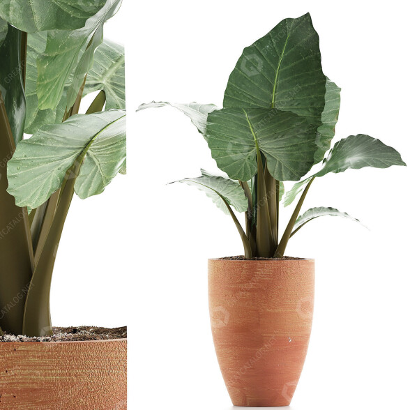 Roślina doniczkowa Collection 67 Alocasia model 3D