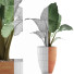 Roślina doniczkowa Collection 67 Alocasia - rodolfoboscan911