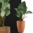 Roślina doniczkowa Collection 67 Alocasia - rodolfoboscan911