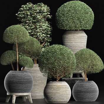 Растения в горшках  Коллекция 205 Лигуструм 3D модель