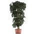 Roślina doniczkowa Collection 64 Schefflera - rodolfoboscan911