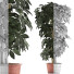 Roślina doniczkowa Collection 64 Schefflera - rodolfoboscan911