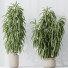 Rośliny doniczkowe HQ Huge Ficus Binnendijkii Alii Maclellandii Braid Set 02 - Pandora-land