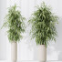 Rośliny doniczkowe HQ Huge Ficus Binnendijkii Alii Maclellandii Braid Set 02 - Pandora-land