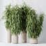 Rośliny doniczkowe HQ Huge Ficus Binnendijkii Alii Maclellandii Braid Set 02 - Pandora-land