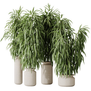 Rośliny doniczkowe  HQ Huge Ficus Binnendijkii Alii Maclellandii Braid Set 02 Model 3D