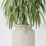 Rośliny doniczkowe HQ Huge Ficus Binnendijkii Alii Maclellandii Braid Set 02 - Pandora-land