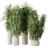 Rośliny doniczkowe HQ Huge Ficus Binnendijkii Alii Maclellandii Braid Set 02 - Pandora-land