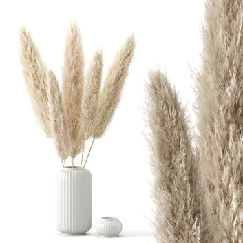 Suszone rośliny  Cortaderia Selloana Set 01 Model 3D