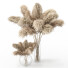 Plantas Secas Carrizo cortaderia selloana conjunto 01 - Rakochi Design