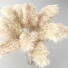 Plantas Secas Carrizo cortaderia selloana conjunto 01 - Rakochi Design