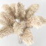 Plantas Secas Carrizo cortaderia selloana conjunto 01 - Rakochi Design