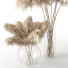 Plantas Secas Carrizo cortaderia selloana conjunto 01 - Rakochi Design