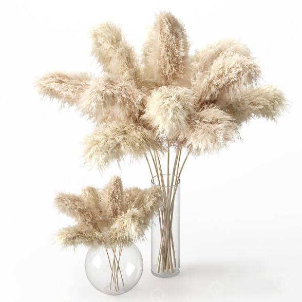Plantas Secas Carrizo cortaderia selloana conjunto 01 Modelo 3D