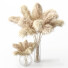 Plantas Secas Carrizo cortaderia selloana conjunto 01 - Rakochi Design
