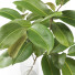 Jarrones y ramas Magnolia set 01 - Rakochi Design