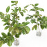 Jarrones y ramas Magnolia set 01 - Rakochi Design