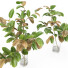 Jarrones y ramas Magnolia set 01 - Rakochi Design