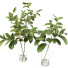 Jarrones y ramas Magnolia set 01 - Rakochi Design