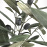 Vasen und Zweige Jysk Eukalyptus und Oliven-Set 1 - Rakochi Design