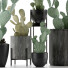 Cacti Collection 17 - rodolfoboscan911