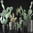 Cacti Collection 17 - rodolfoboscan911