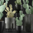 Cacti Collection 17 - rodolfoboscan911