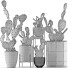 Cacti Collection 17 - rodolfoboscan911