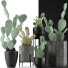 Cacti Collection 17 - rodolfoboscan911