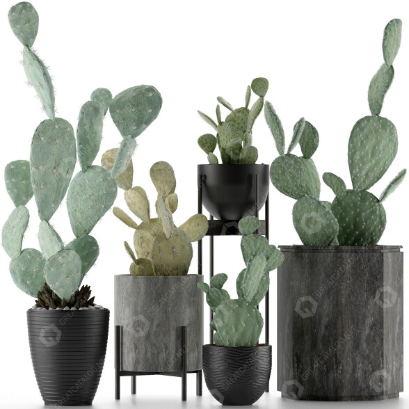Cacti Collection 17 3D model