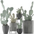 Cacti Collection 17 - rodolfoboscan911