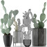 Cacti Collection 17 - rodolfoboscan911