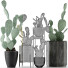 Cacti Collection 17 - rodolfoboscan911