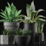Plantes en pot Collection 15 - rodolfoboscan911