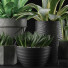 Plantes en pot Collection 15 - rodolfoboscan911