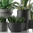 Plantes en pot Collection 15 - rodolfoboscan911