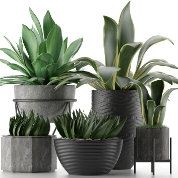 Topfpflanzen  Kollektion 15 3D-Modell