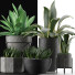 Plantes en pot Collection 15 - rodolfoboscan911