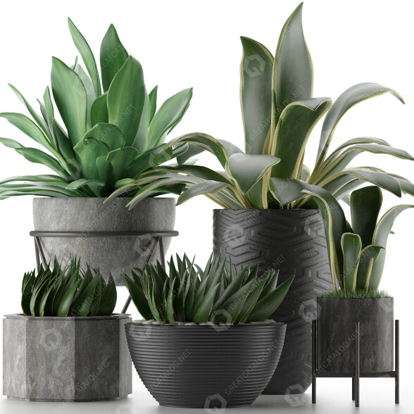 Plantes en pot Collection 15 modèle 3D